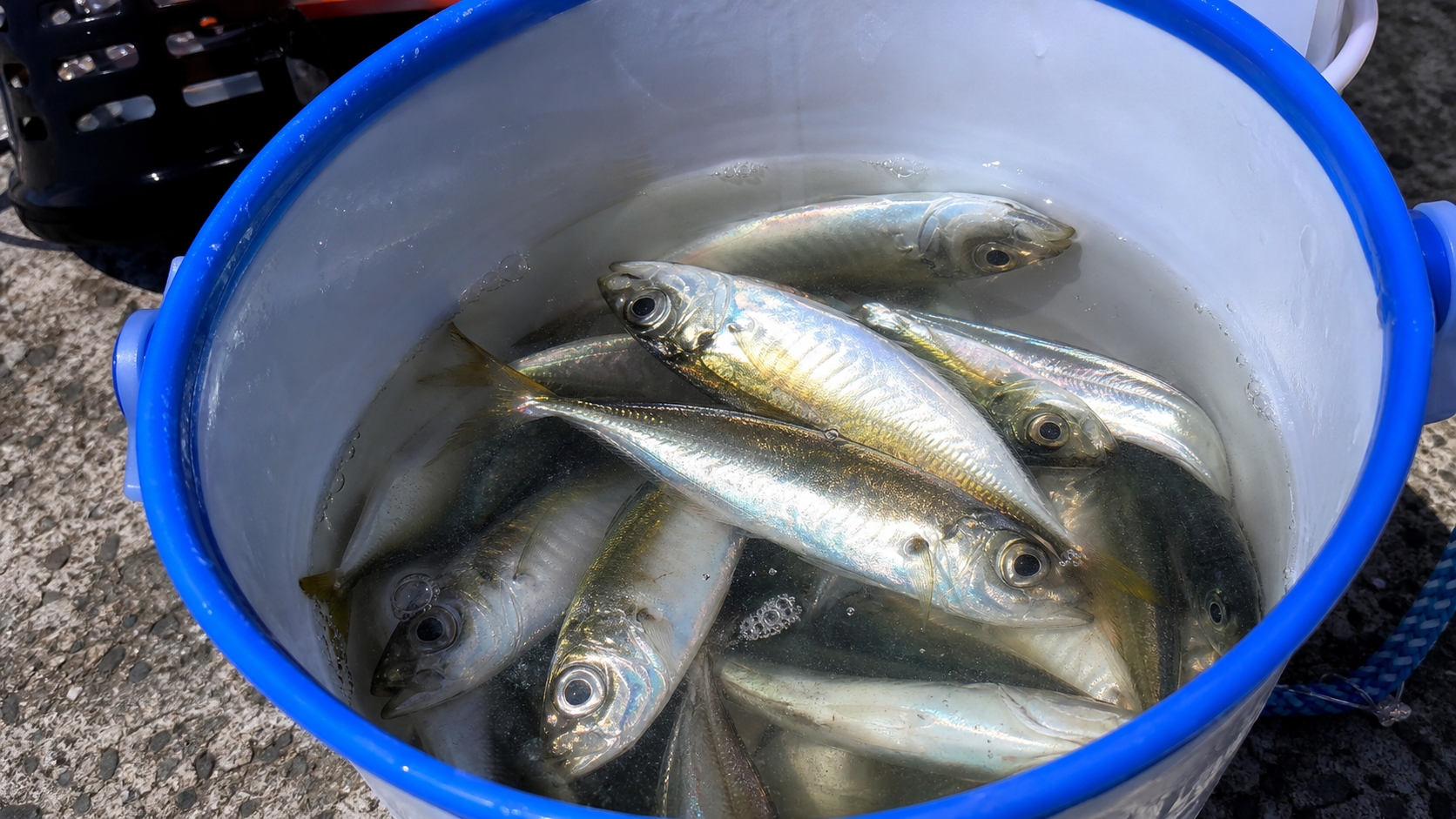 千葉の堤防のサビキ釣りで釣れたアジ